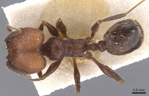 Pheidole obscurithorax - CASENT0913311