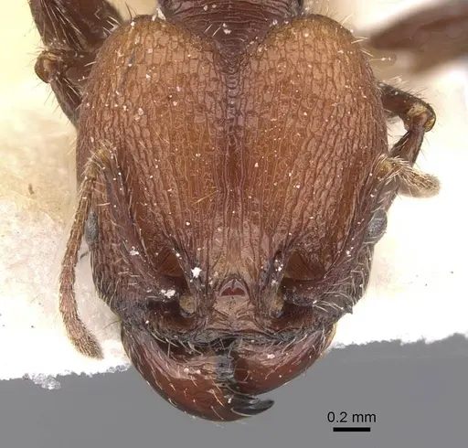 Pheidole obscurithorax - CASENT0913311