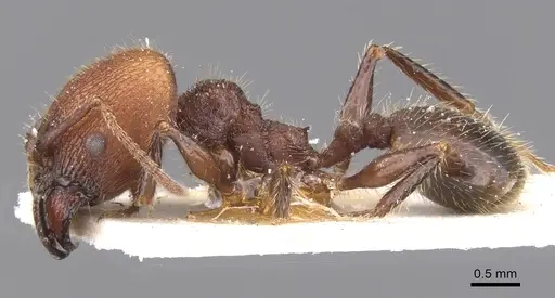 Pheidole obscurithorax - CASENT0913311