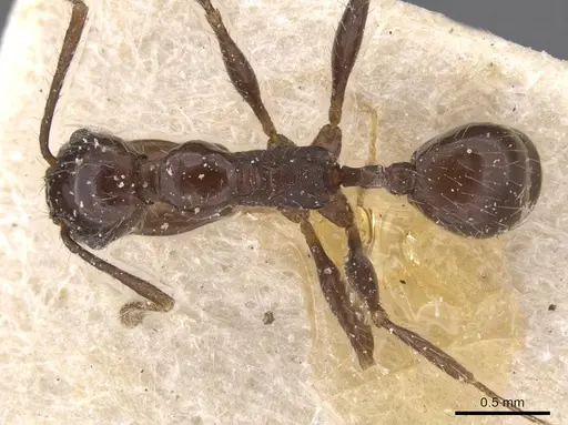 Pheidole obscurithorax - CASENT0913312