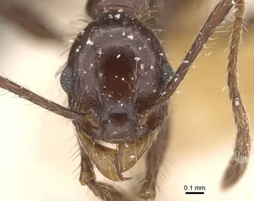 Pheidole obscurithorax - CASENT0913312
