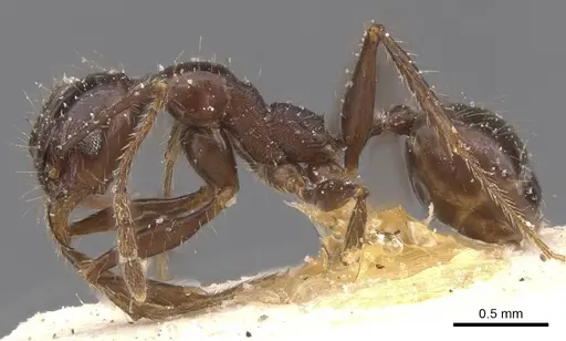 Pheidole obscurithorax - CASENT0913312