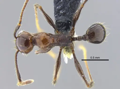 Pheidole obscurithorax - CBUMAGENT42068