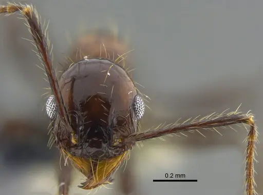 Pheidole obscurithorax - CBUMAGENT42068