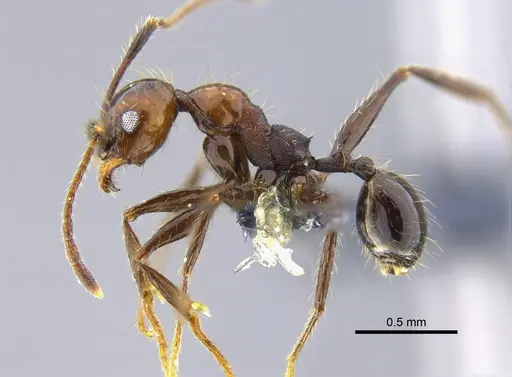 Pheidole obscurithorax - CBUMAGENT42068