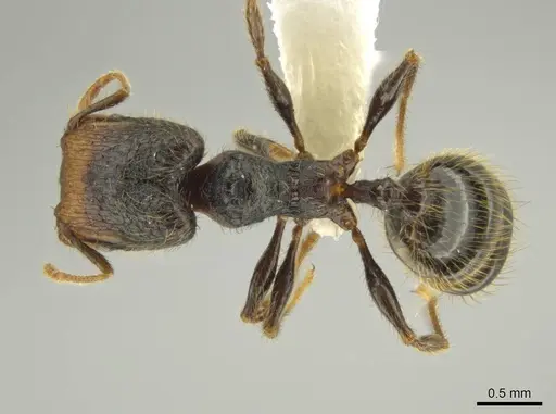 Pheidole obturaculum specimen