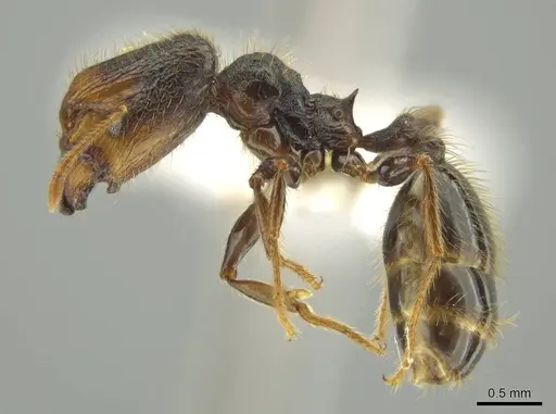 Pheidole obturaculum specimen