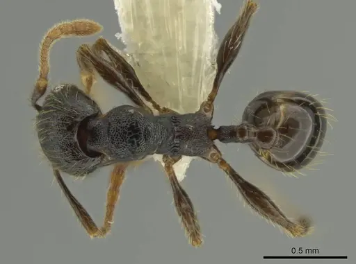 Pheidole obturaculum - CASENT0640872
