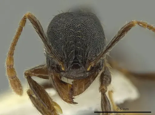 Pheidole obturaculum - CASENT0640872