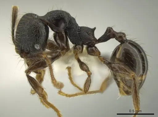 Pheidole obturaculum - CASENT0640872