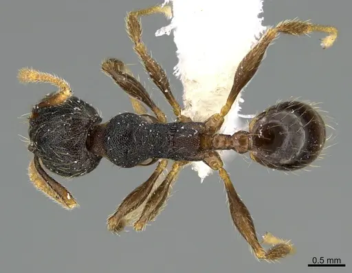 Pheidole obturaculum - CASENT0646538
