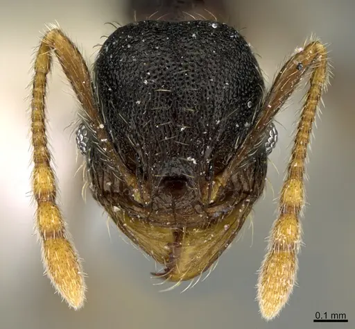 Pheidole obturaculum - CASENT0646538
