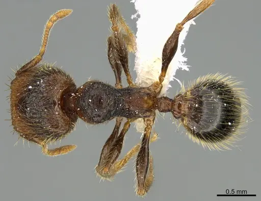 Pheidole obturaculum - CASENT0646540