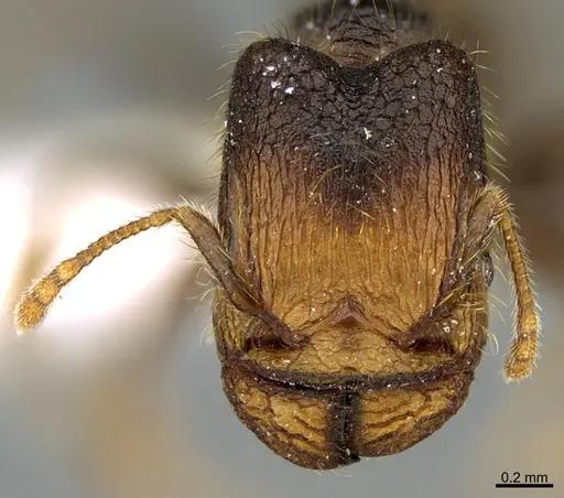 Pheidole obturaculum - CASENT0646540