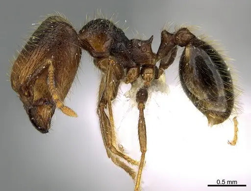 Pheidole obturaculum - CASENT0646540