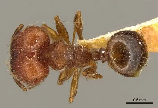 Pheidole obtusopilosa specimen