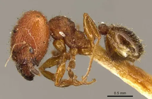 Pheidole obtusopilosa specimen