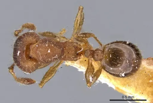 Pheidole obtusopilosa - CASENT0919785