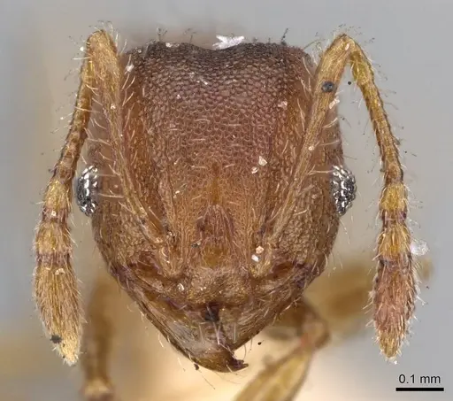 Pheidole obtusopilosa - CASENT0919785