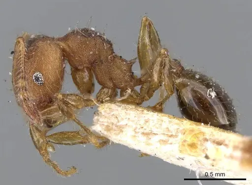 Pheidole obtusopilosa - CASENT0919785