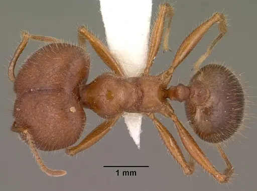 Pheidole obtusospinosa specimen