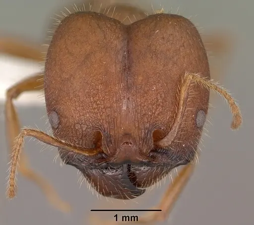 Pheidole obtusospinosa specimen