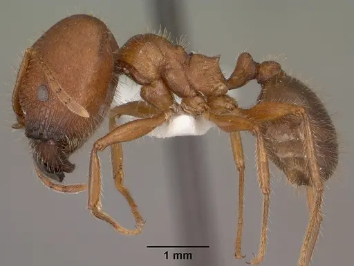 Pheidole obtusospinosa specimen