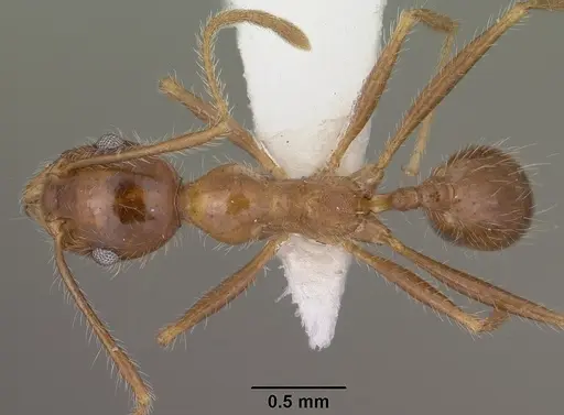 Pheidole obtusospinosa - CASENT0102887