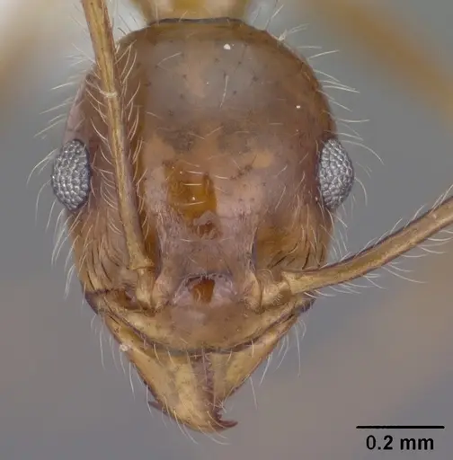 Pheidole obtusospinosa - CASENT0102887