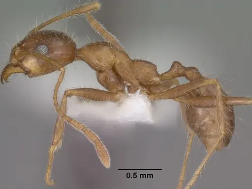 Pheidole obtusospinosa - CASENT0102887