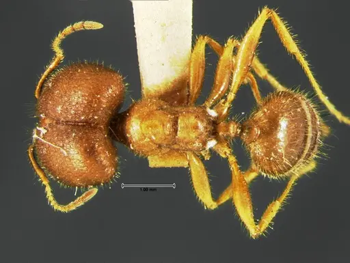Pheidole obtusospinosa - CASENT0105650