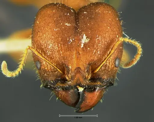 Pheidole obtusospinosa - CASENT0105650