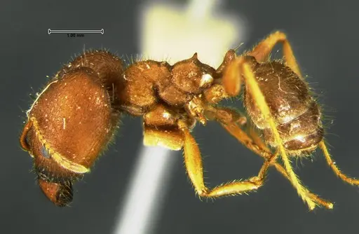 Pheidole obtusospinosa - CASENT0105650