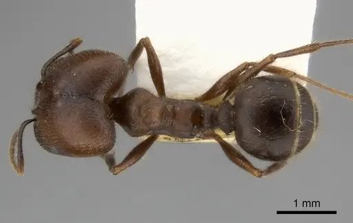 Pheidole obtusospinosa - CASENT0217903