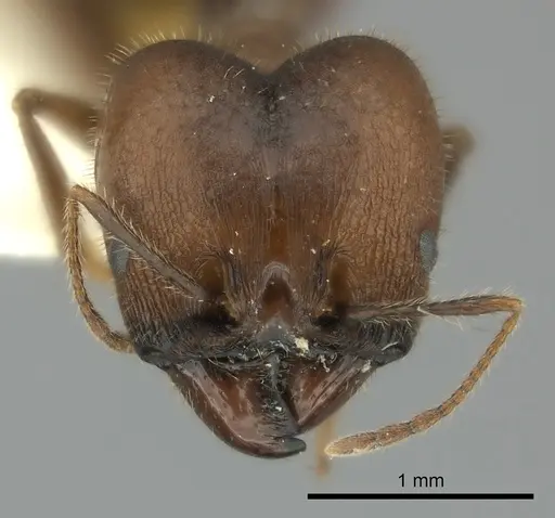 Pheidole obtusospinosa - CASENT0217903