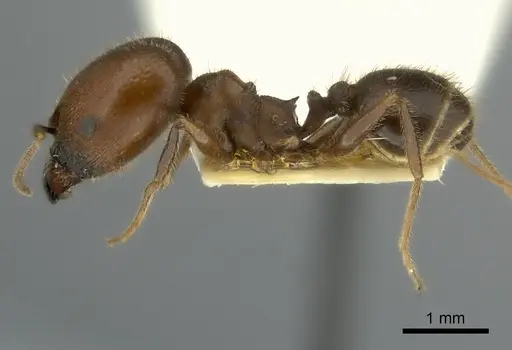 Pheidole obtusospinosa - CASENT0217903