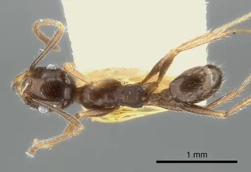 Pheidole obtusospinosa - CASENT0217904