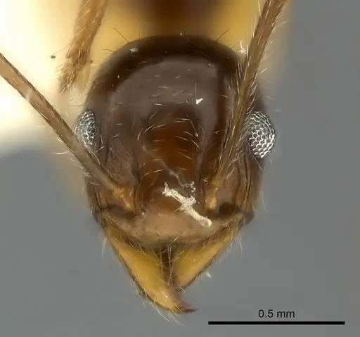 Pheidole obtusospinosa - CASENT0217904