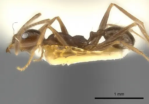 Pheidole obtusospinosa - CASENT0217904