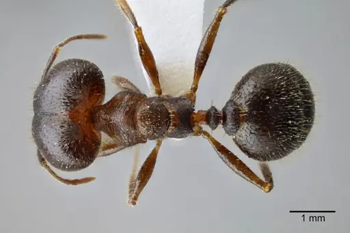 Pheidole obtusospinosa - CASENT0649633