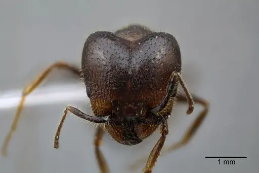 Pheidole obtusospinosa - CASENT0649633