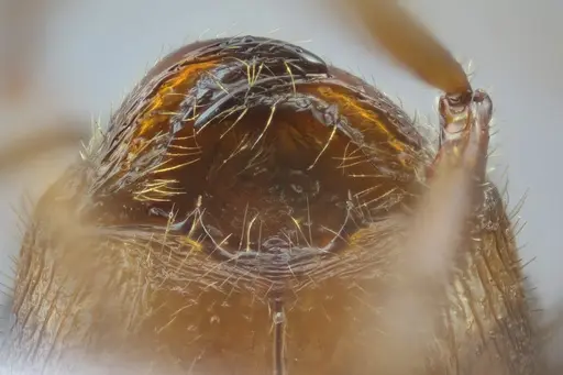 Pheidole obtusospinosa - CASENT0649633
