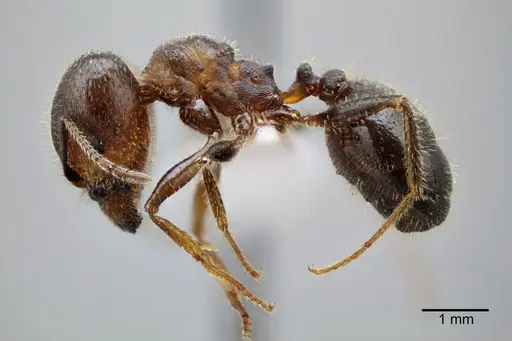 Pheidole obtusospinosa - CASENT0649633