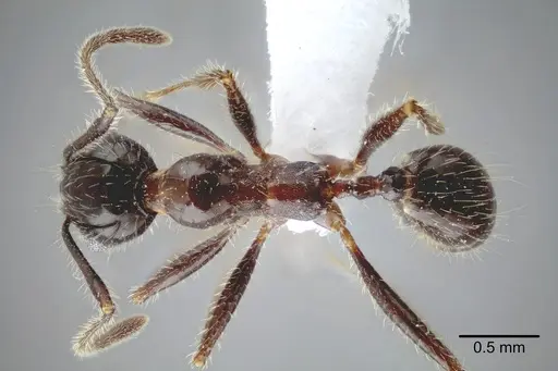 Pheidole obtusospinosa - CASENT0649635