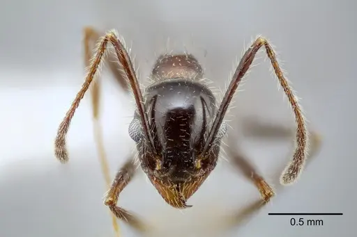 Pheidole obtusospinosa - CASENT0649635