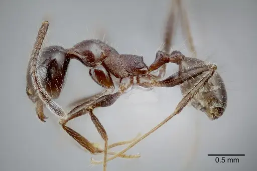 Pheidole obtusospinosa - CASENT0649635