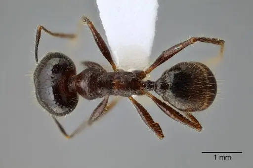 Pheidole obtusospinosa - CASENT0649640