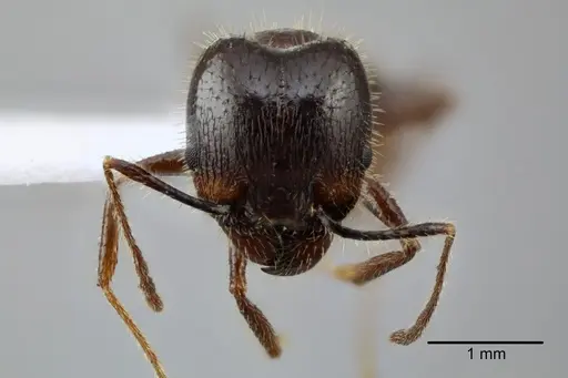 Pheidole obtusospinosa - CASENT0649640