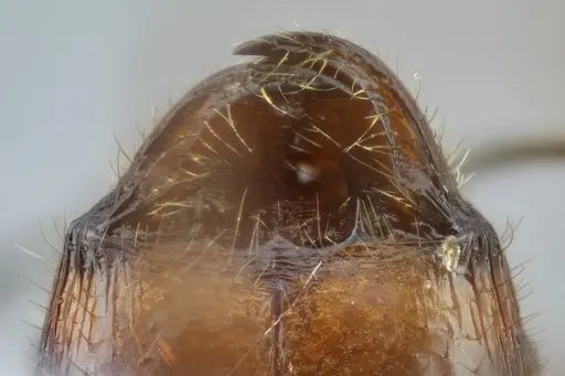 Pheidole obtusospinosa - CASENT0649640