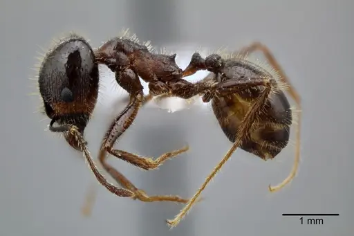 Pheidole obtusospinosa - CASENT0649640